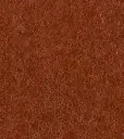 redwood2.webp