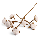 Branche avec du coton, GRY & SIF   