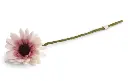 Gerbera-Blume "Weiß", GRY & SIF   