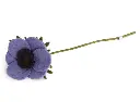 Anemone "Lila", GRY & SIF   