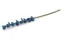 Lupinenblüte "Blau", GRY & SIF   