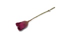 Tulpe, kirsche, GRY & SIF